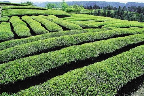 江门市鹤山市双好茶业茶产业项目 总投资：5000.0万元
