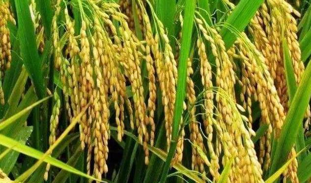 广东九隆农业科技发展有限公司第三代杂交水稻示范基地项目