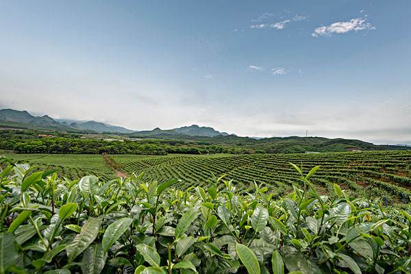 清远市英德市茶王森农业发展有限公司茶叶种植加工项目